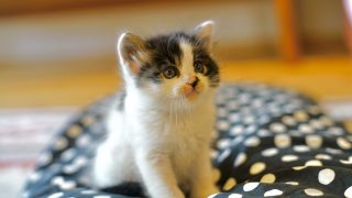 子猫について - フェリーチェペットクリニック